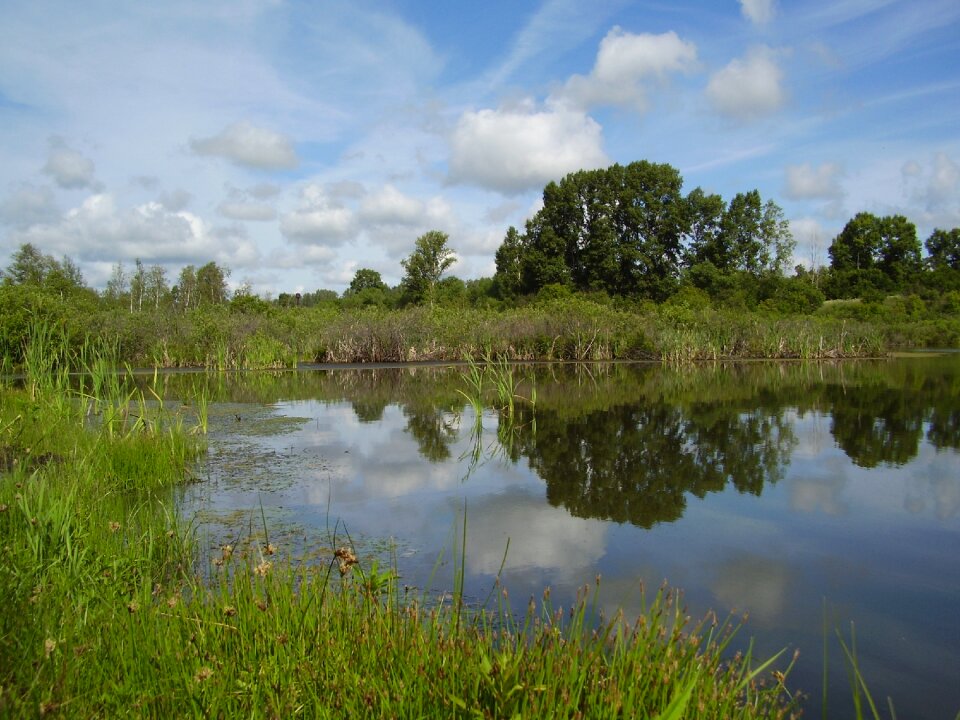 Lake reeds swamp photo