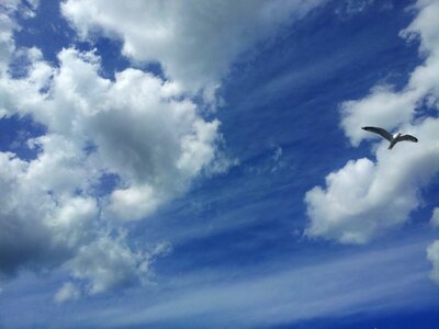 Cloud bird sky photo