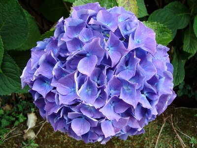 Hydrangea blue brittany photo