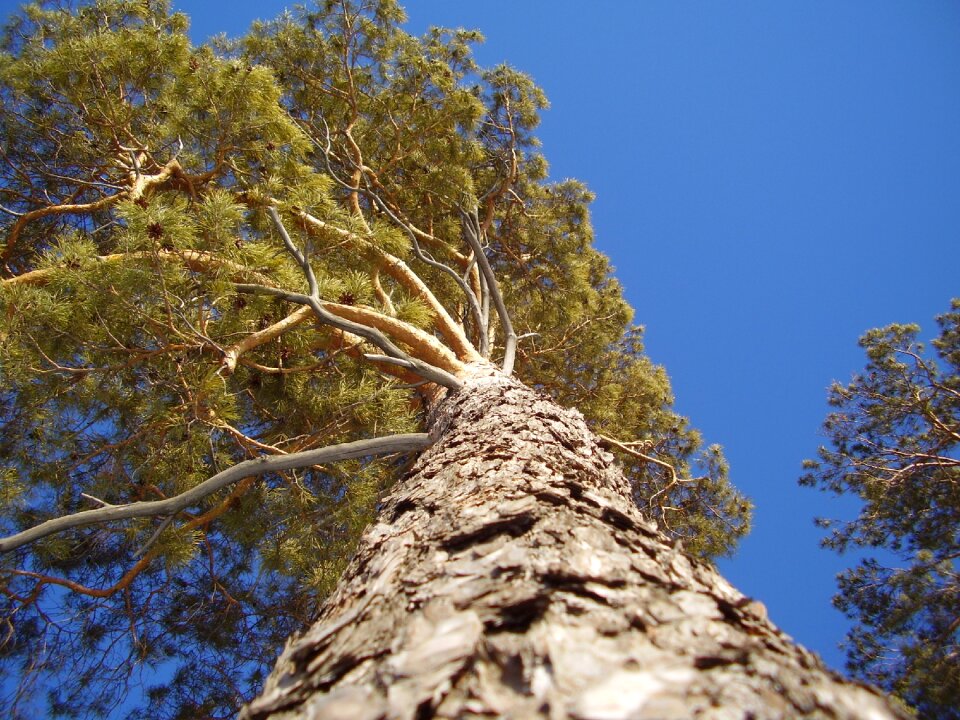 Tree pine trunk