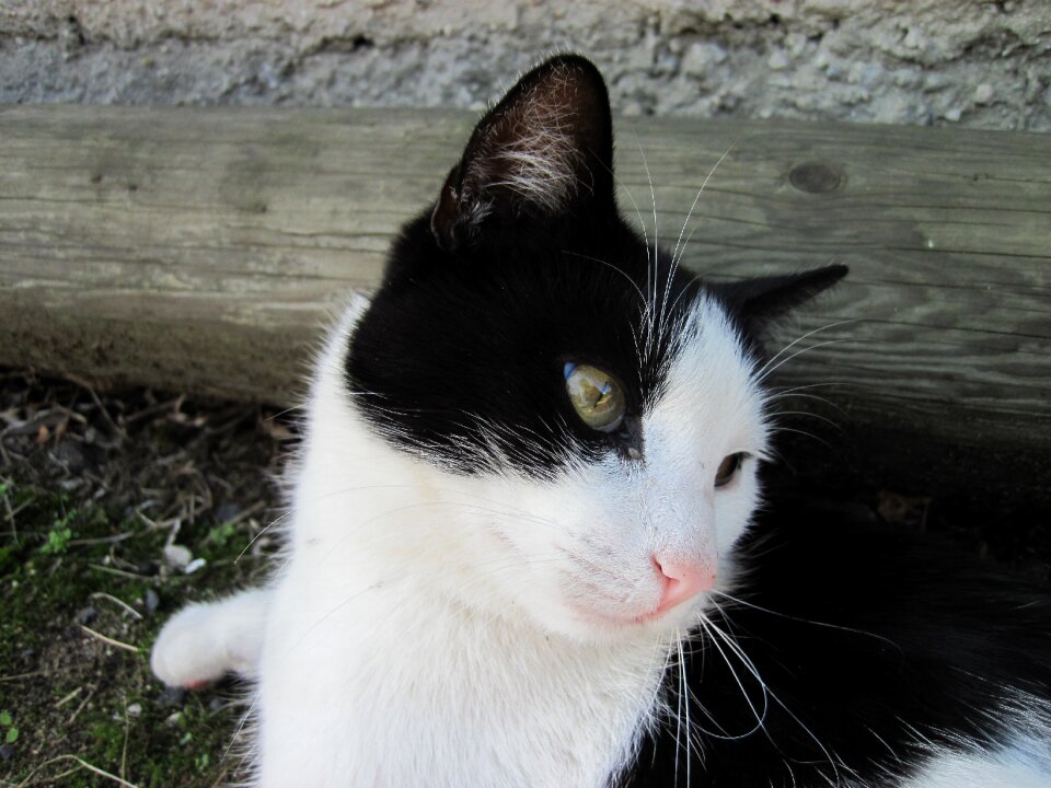 Animal attention domestic cat