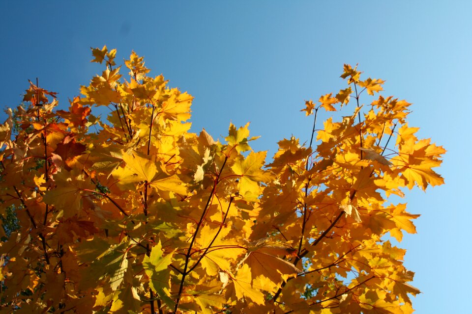 Autumn colors tree fall colors