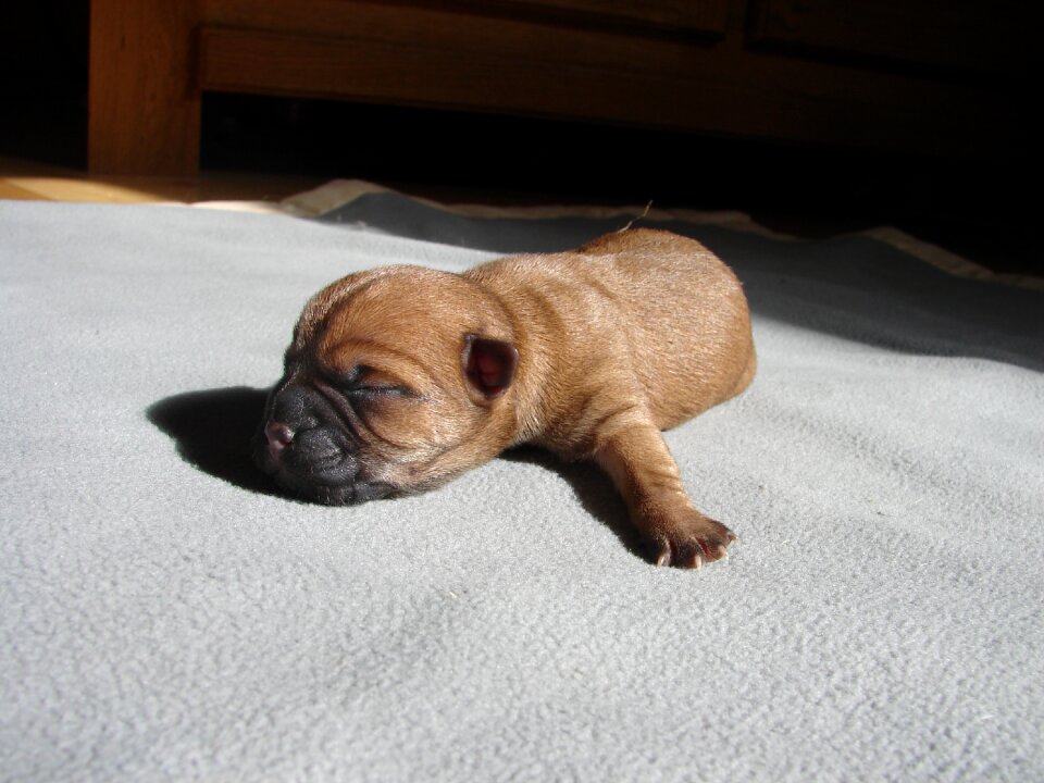 Cairn terriers dog puppy
