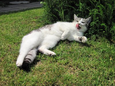 Relaxed domestic cat mackerel