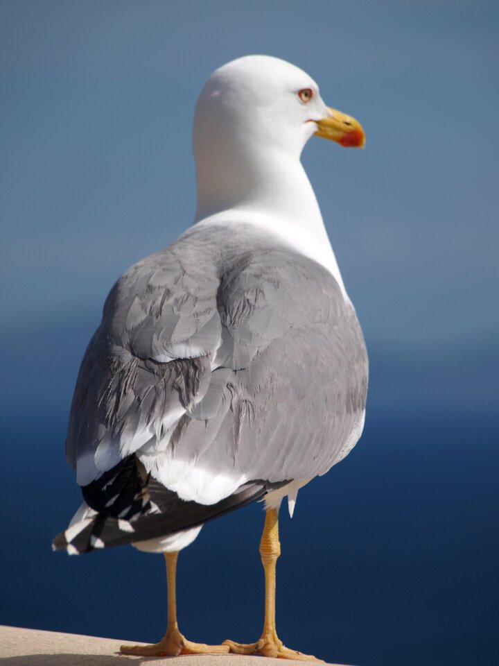 Animal water bird close up
