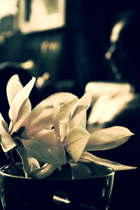 Flower white nature