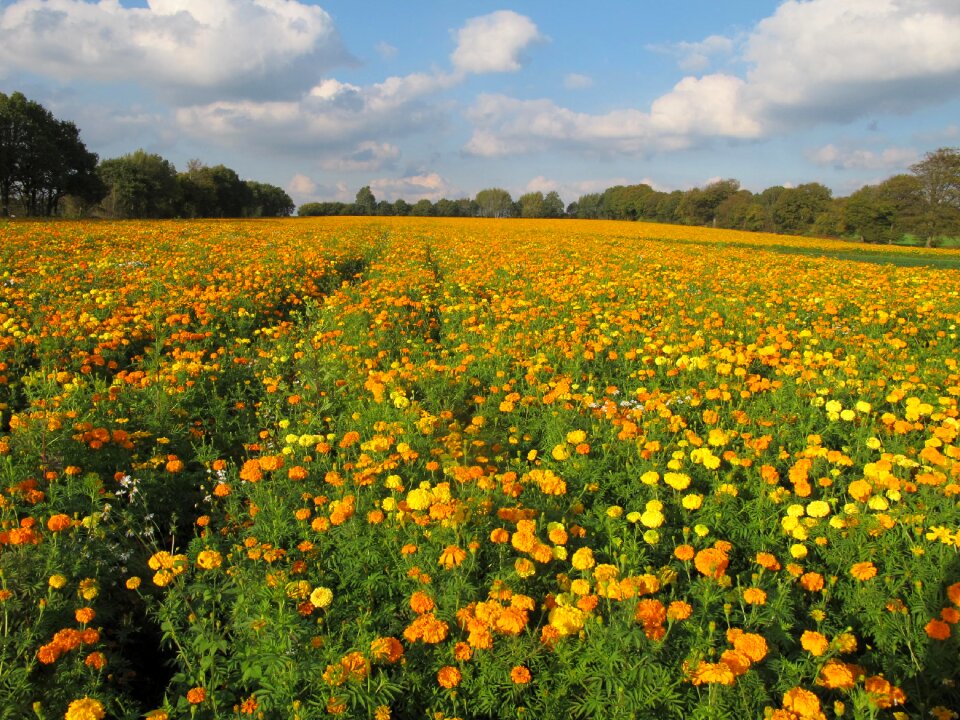 Autumn graveyard field of flowers flower meadow photo