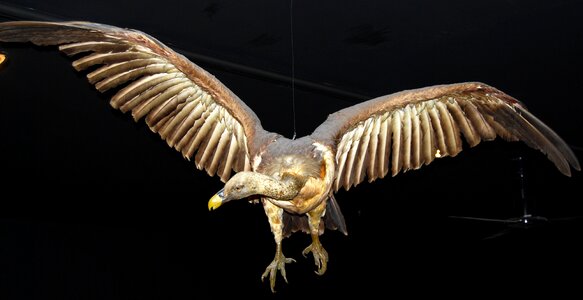 Museum natural history verona