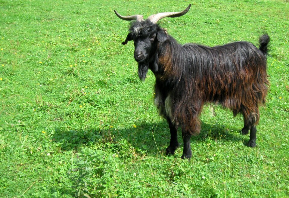 Mammals animal grassland