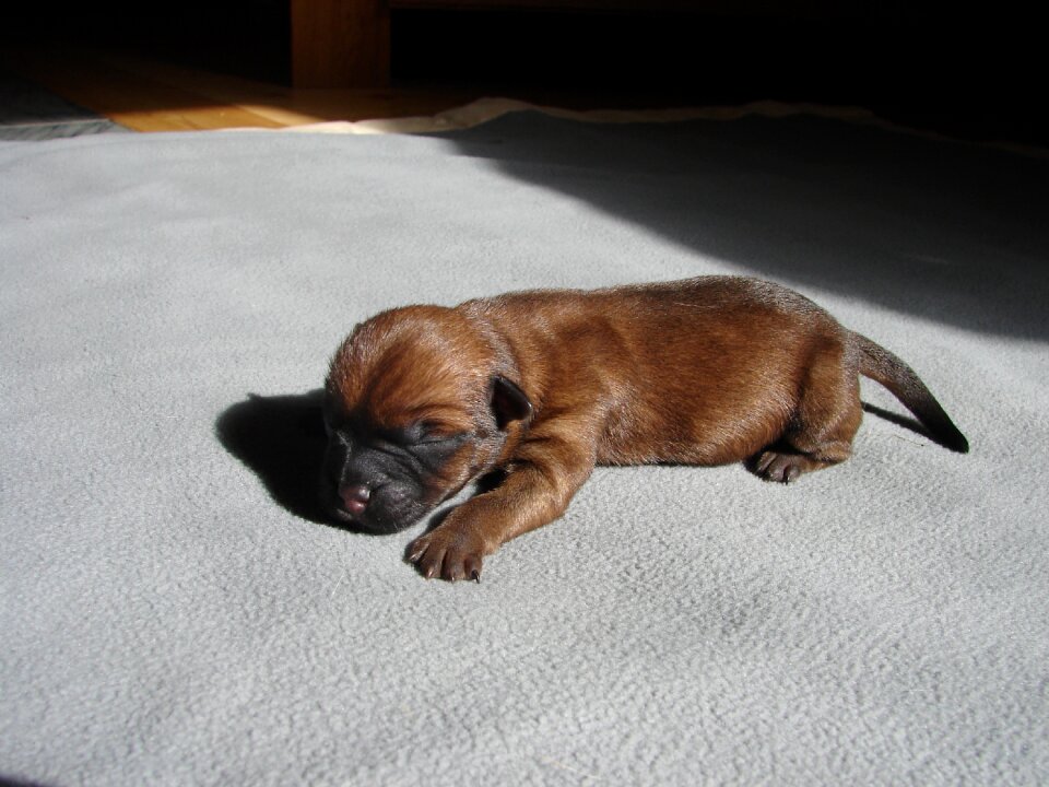 Cairn terriers dog puppy