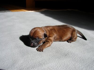 Cairn terriers dog puppy