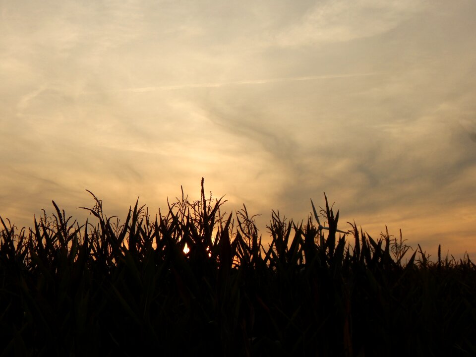 Clouds fields cornfield