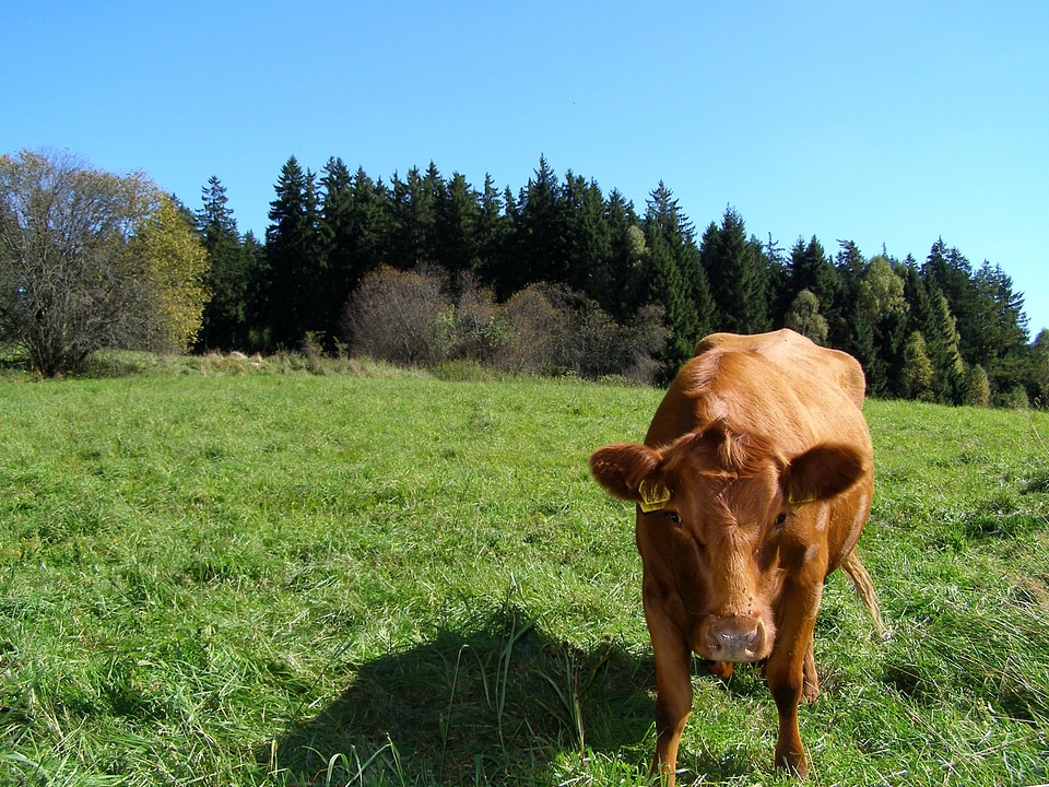 Animals mammals countryside