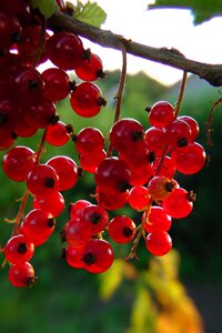 Plot soft fruit garden
