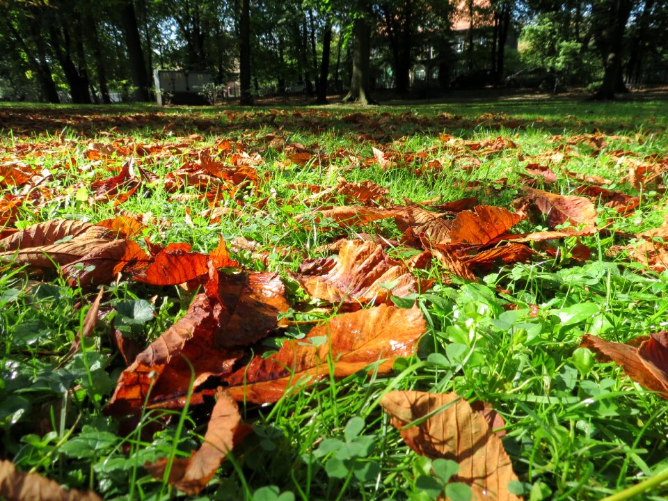 Park tree autumn foliage