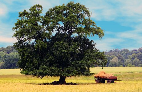 Grain cart landscape seasons