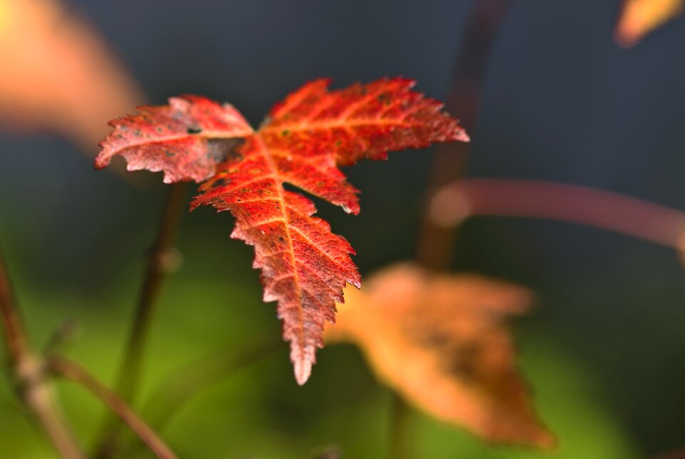 Colorful maple field maple