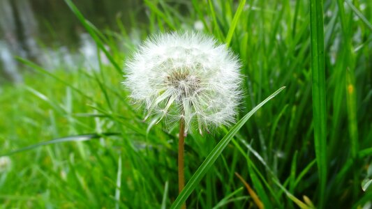 Plant grass green