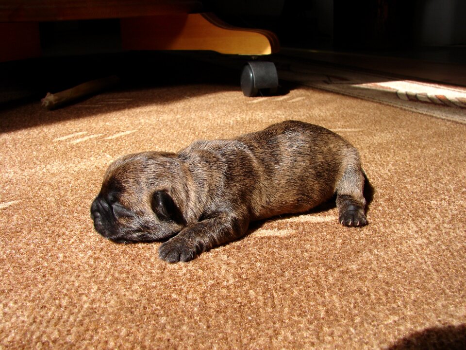 Cairn terriers dog puppy