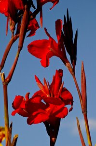 Red sky garden photo