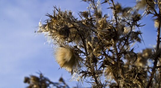 Bloom thistle prickly