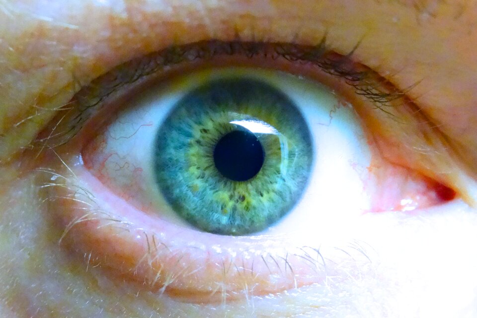 Eyelashes eyeball lid