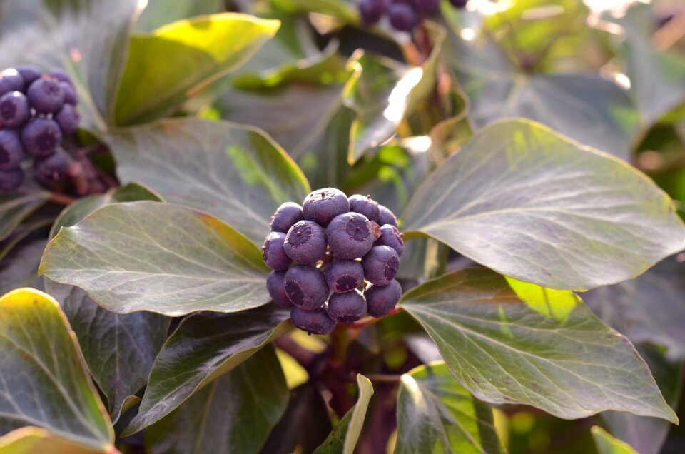 Berries leaf green