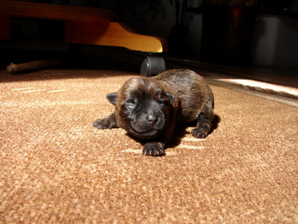 Cairn terriers dog puppy
