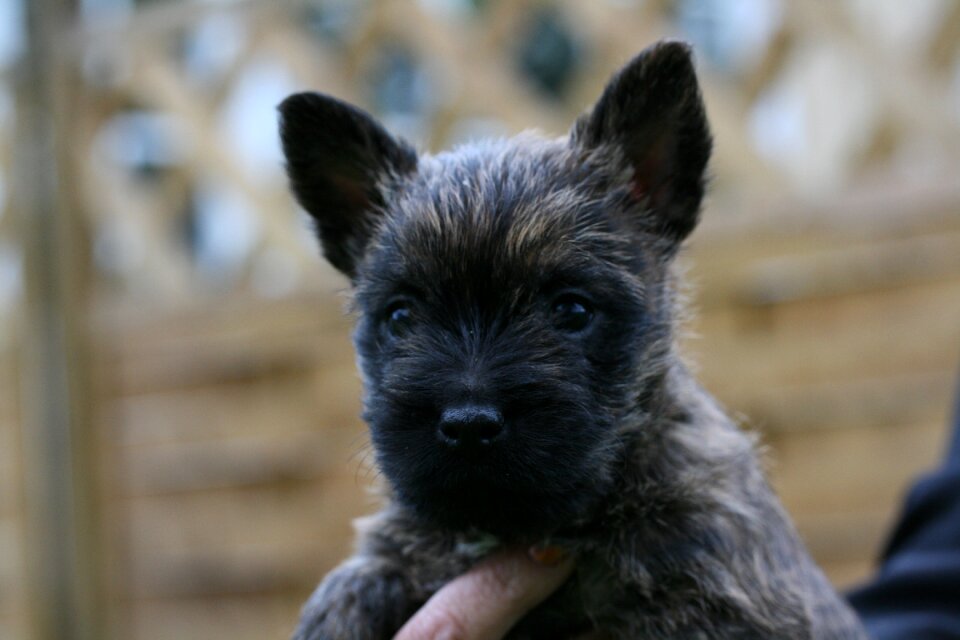 Cairn terriers dog puppy