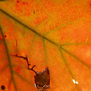 Indian summer autumn veins