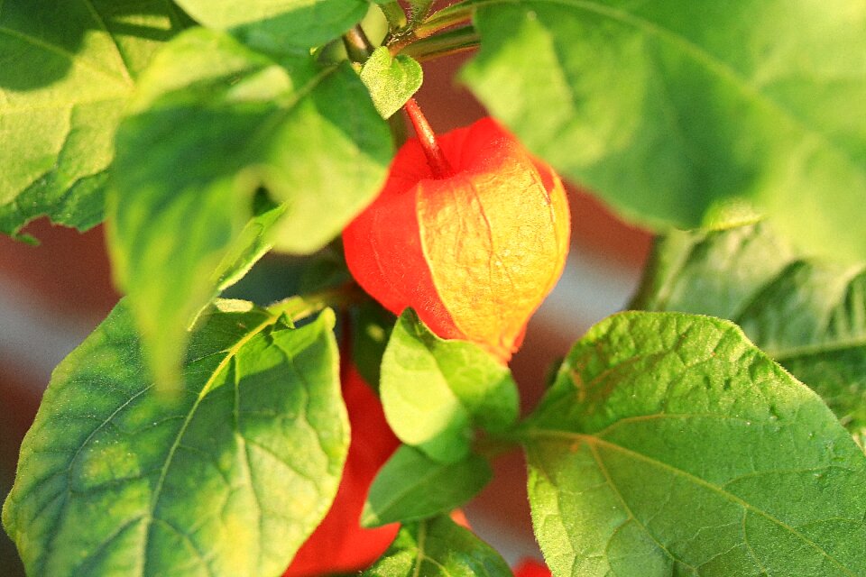 Bubble cherries physalis nightshade