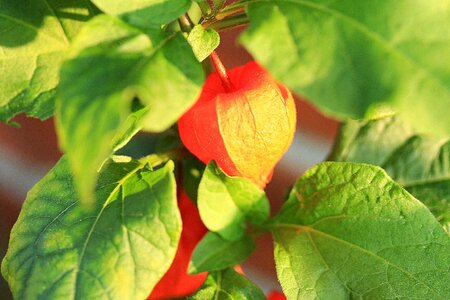 Bubble cherries physalis nightshade