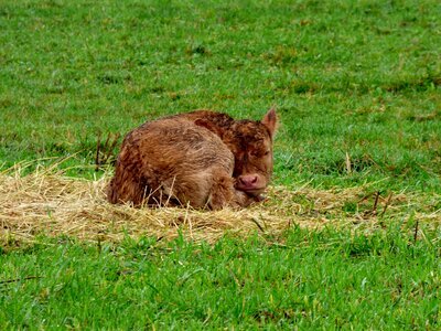 Little calf pasture animal photo