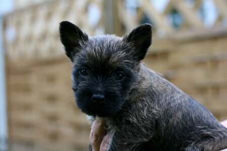 Cairn terriers dog puppy photo