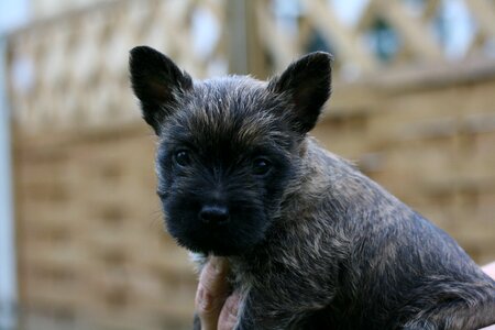 Cairn terriers dog puppy