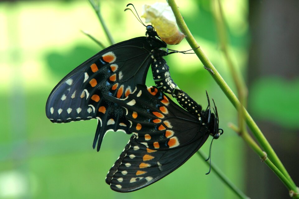 Black summer wildlife