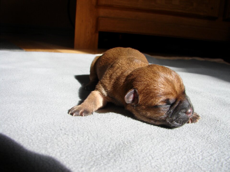Cairn terriers dog puppy