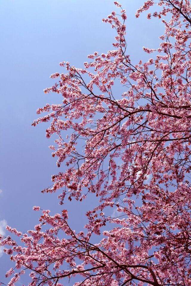 Nature spring cherry