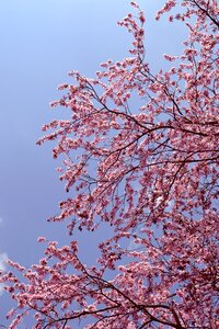 Nature spring cherry photo