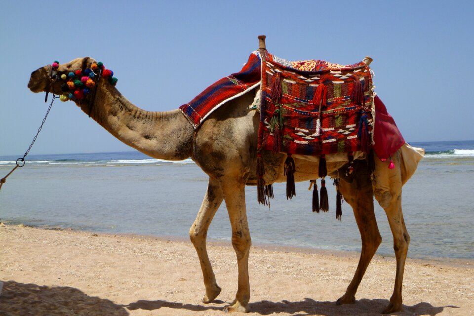 Dromedary egypt desert ship