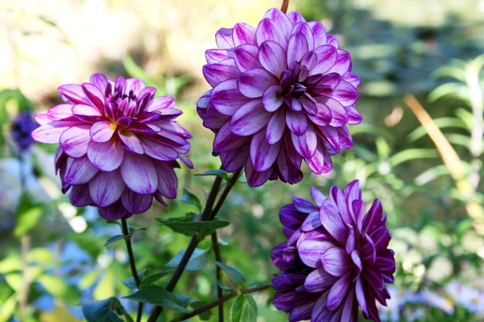 Lilac flower purple flower flower