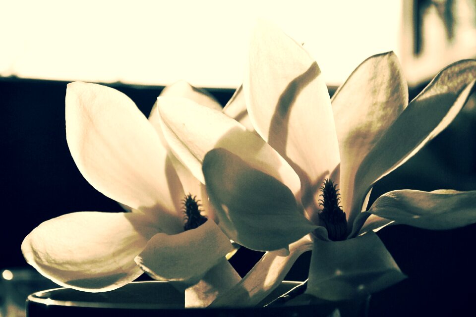 Flowers white nature