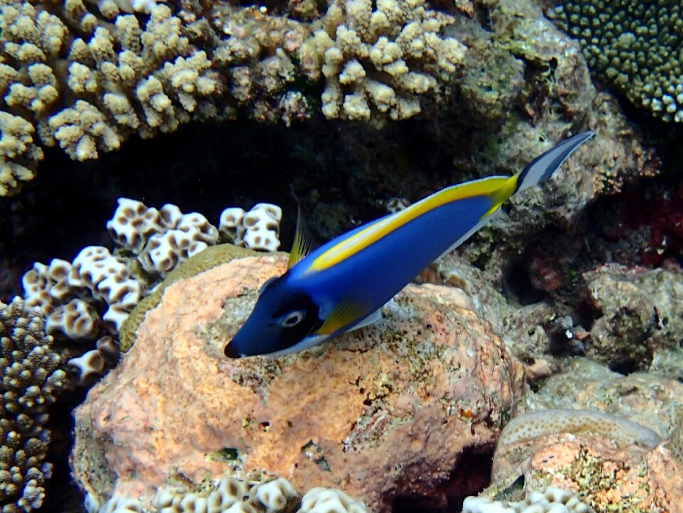 Acanthurus leucosternon fish