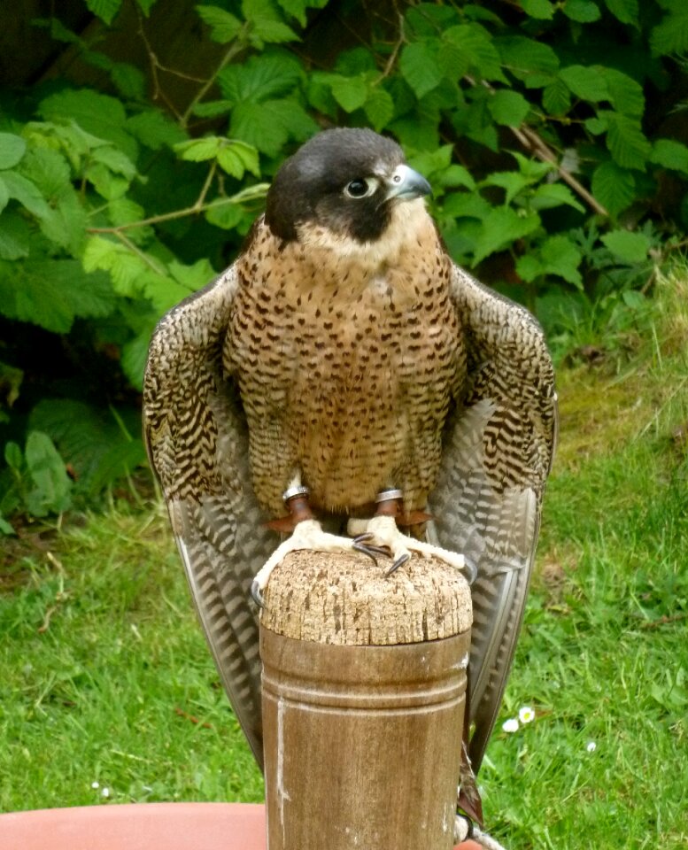 Bird nature predator