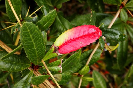 Berberis julianae red spur