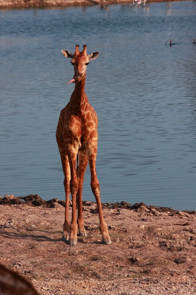 River safari animals long neck herbivorous