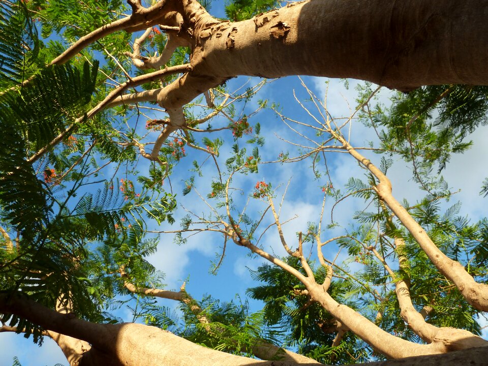 Branches nature trunk