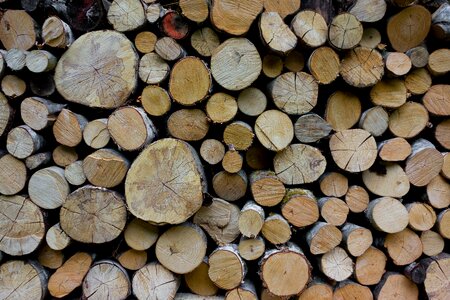 Firewood timber growing stock photo