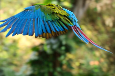 Birds flying birds parrot