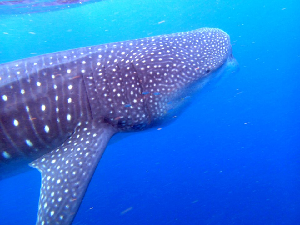 Whale shark fish animal photo